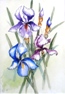 37  Rosemary Hubbard Iris Watercolour